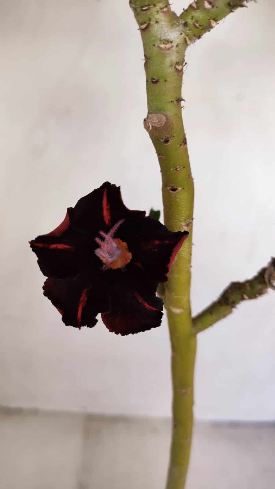 Planta Simples 3183 – 35cm – 03 anos - foto 4