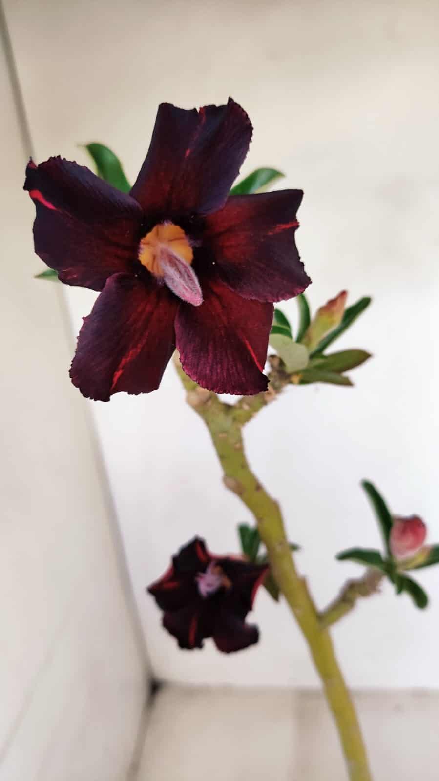 Planta Simples 3183 – 35cm – 03 anos - foto 3