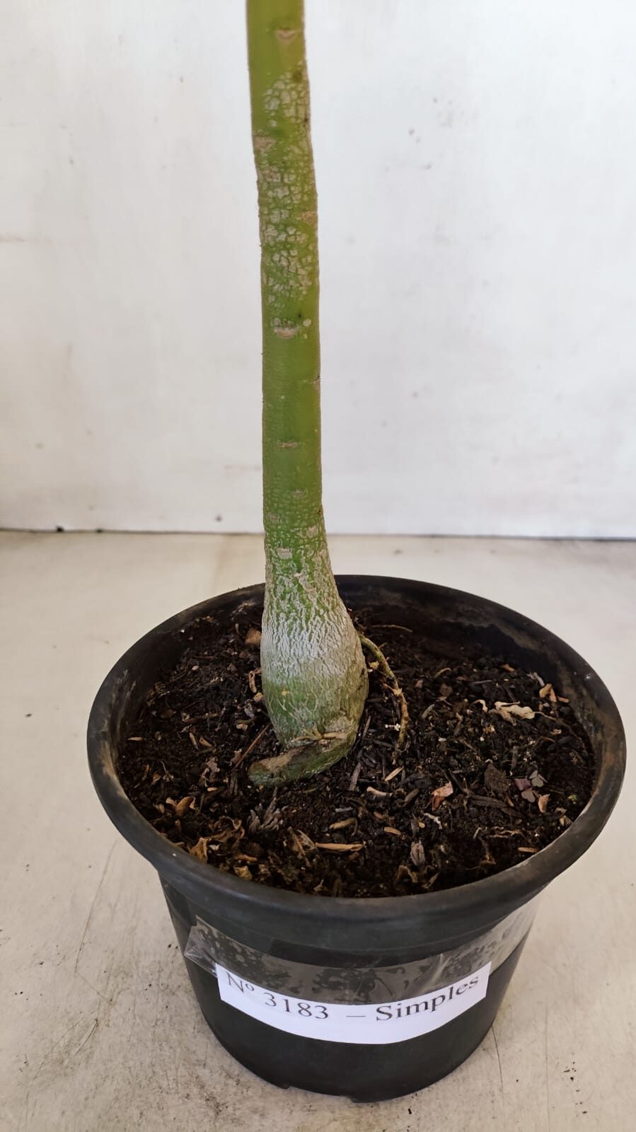 Planta Simples 3183 – 35cm – 03 anos - foto 6