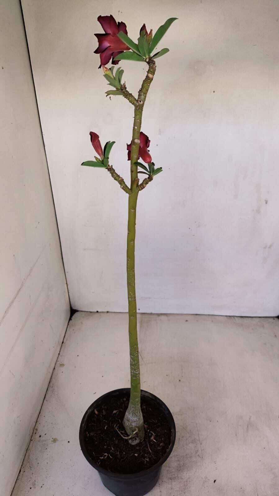 Planta Simples 3183 – 35cm – 03 anos - foto 5