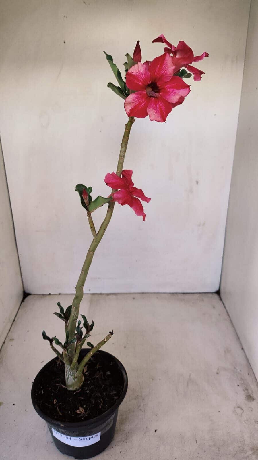 Planta Simples 3184 – 35cm – 03 anos - foto 2