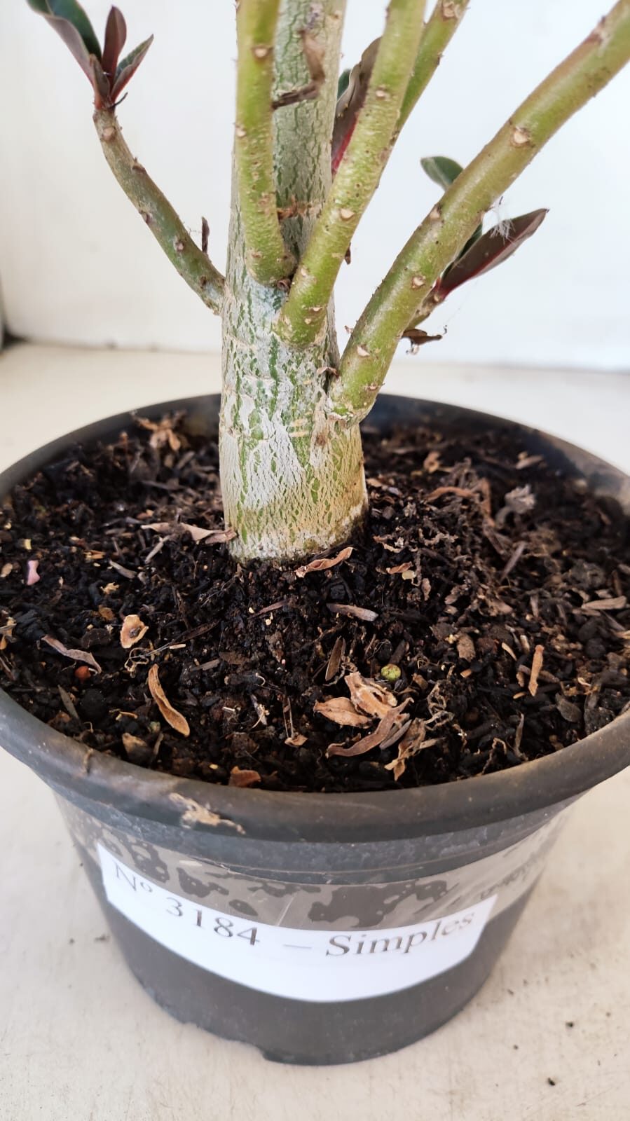 Planta Simples 3184 – 35cm – 03 anos - foto 5