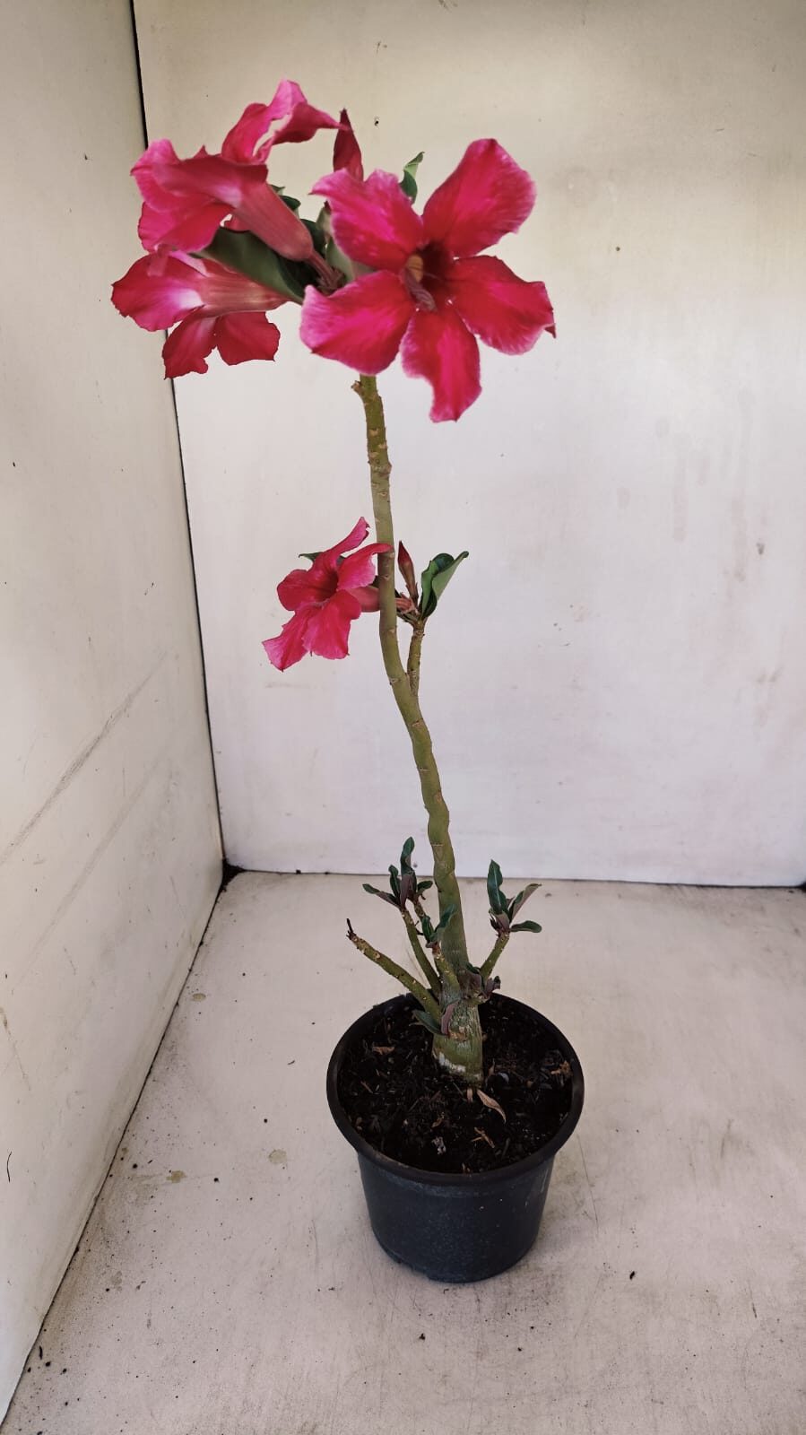 Planta Simples 3184 – 35cm – 03 anos - foto 4