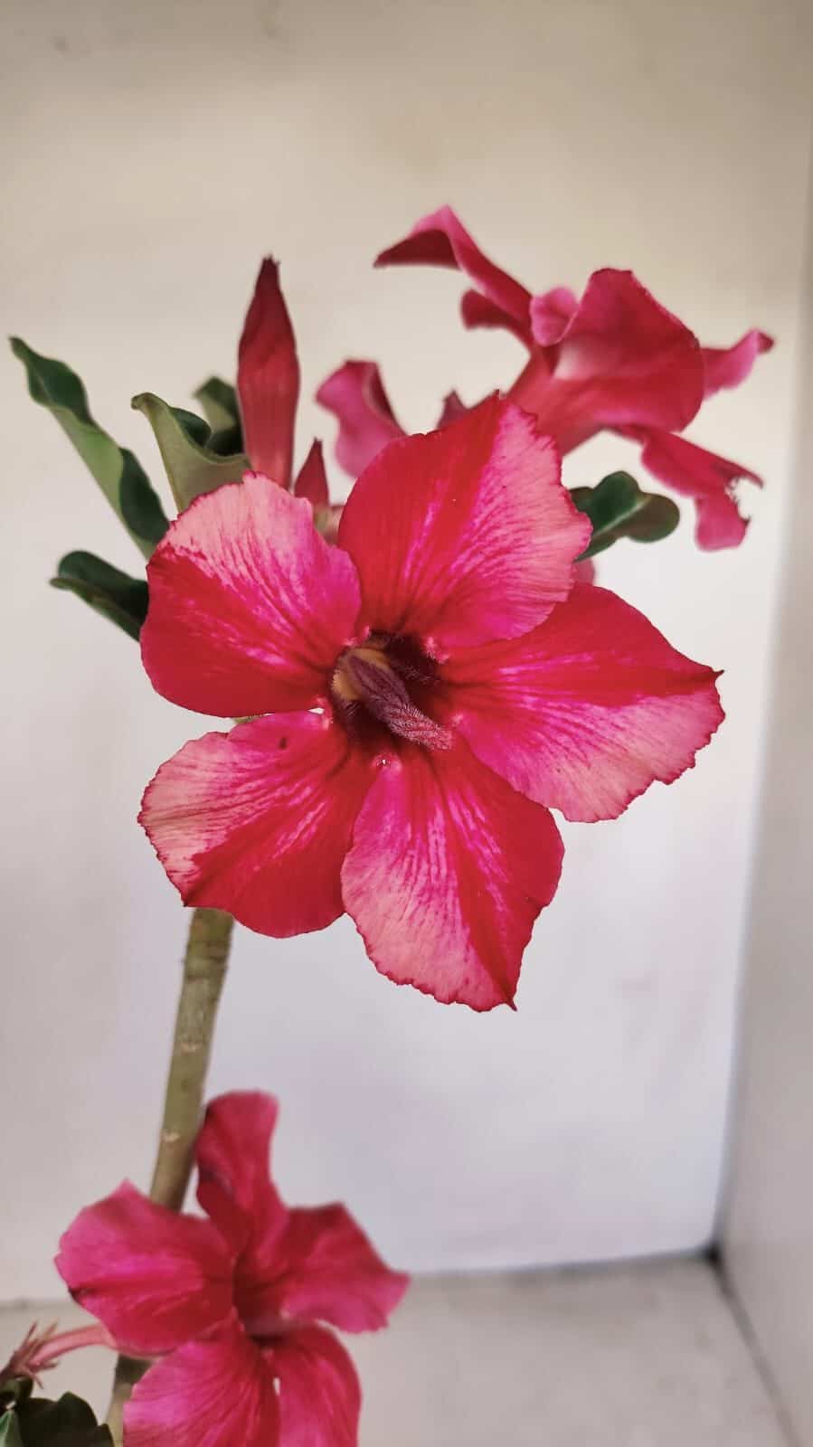 Planta Simples 3184 – 35cm – 03 anos - foto 3