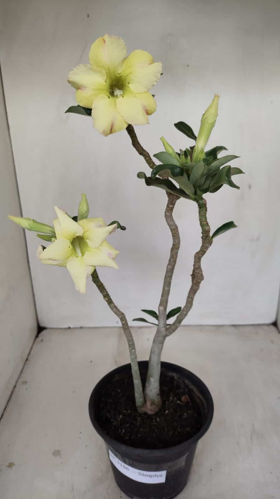Planta Simples 3186 – 35cm – 03 anos - foto 2