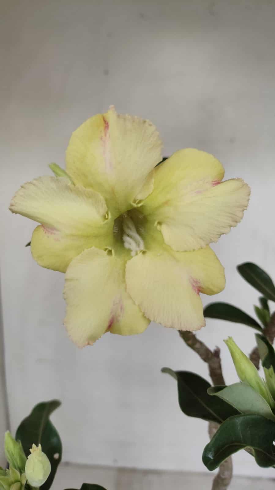 Planta Simples 3186 – 35cm – 03 anos - foto 3