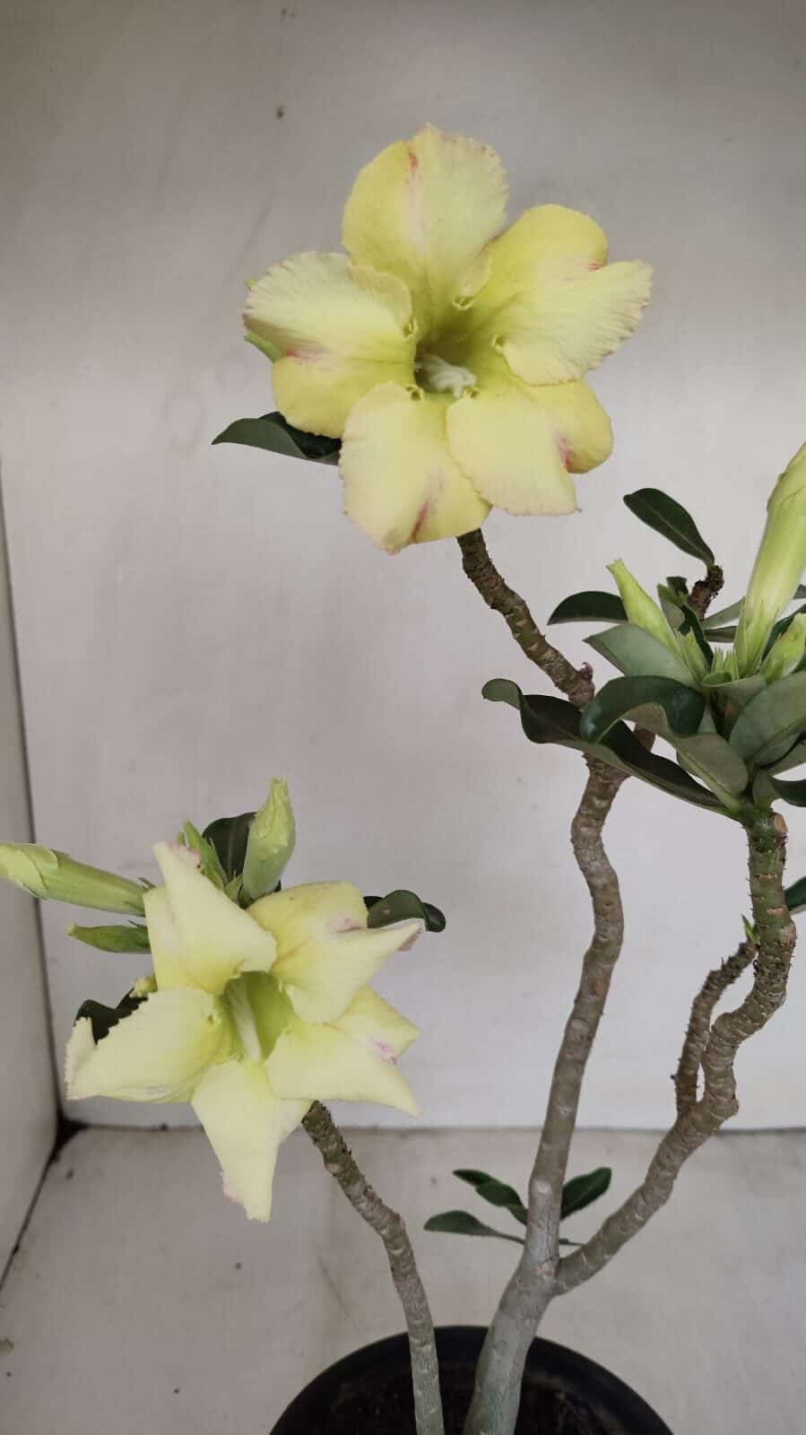 Planta Simples 3186 – 35cm – 03 anos - foto 4