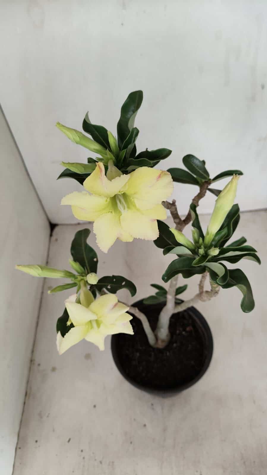 Planta Simples 3186 – 35cm – 03 anos - foto 5