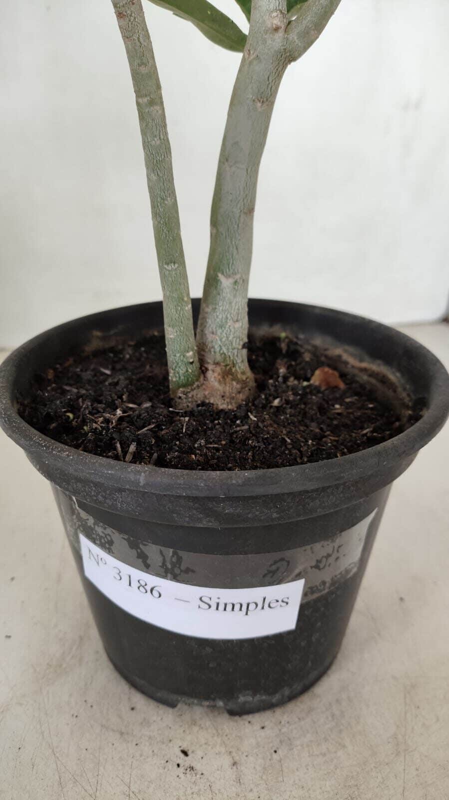 Planta Simples 3186 – 35cm – 03 anos - foto 9