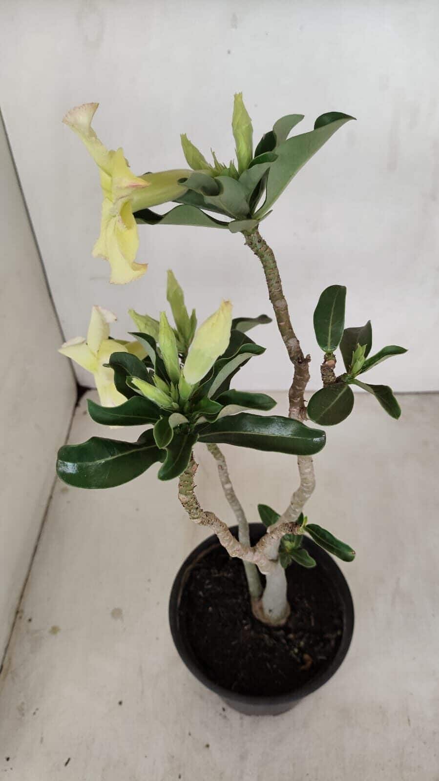 Planta Simples 3186 – 35cm – 03 anos - foto 8