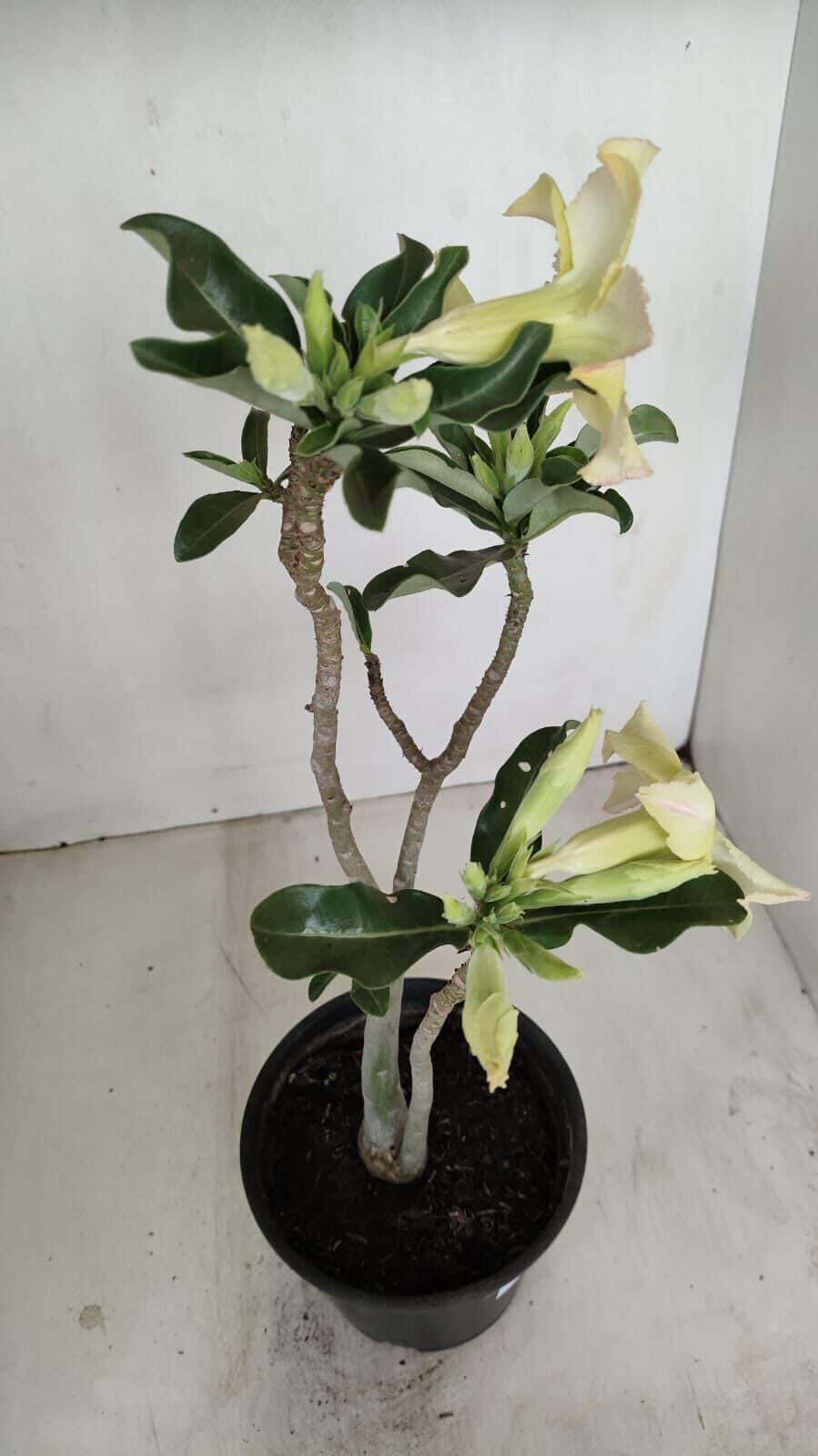 Planta Simples 3186 – 35cm – 03 anos - foto 7