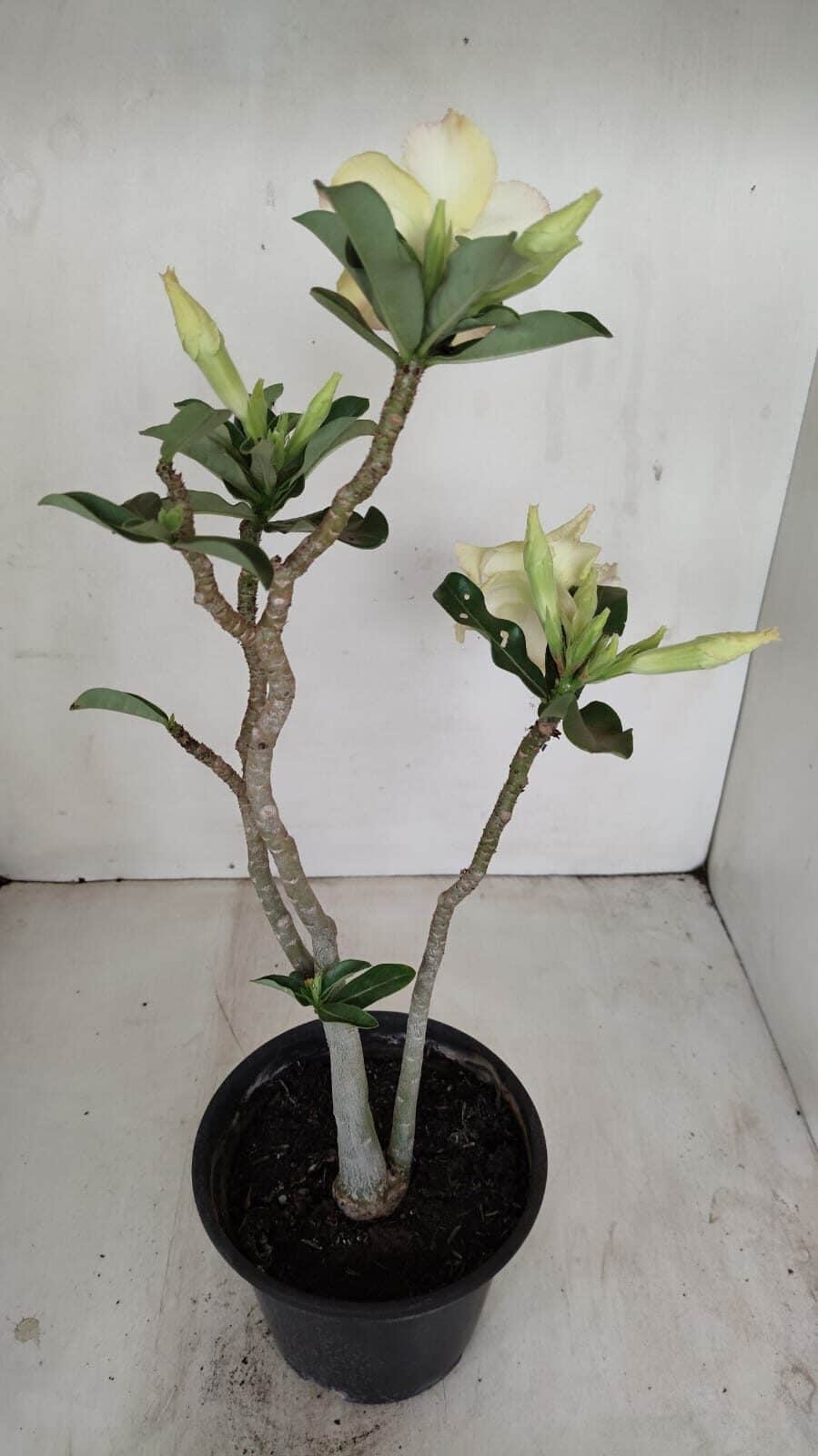 Planta Simples 3186 – 35cm – 03 anos - foto 6
