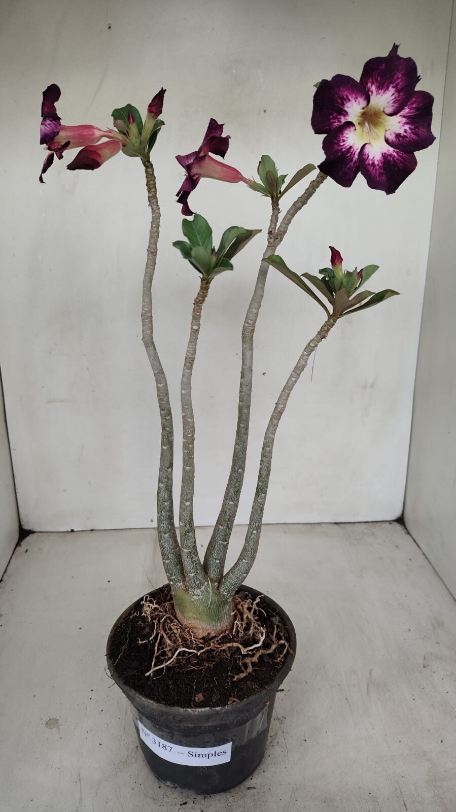 Planta Simples 3187 – 35cm – 03 anos - foto 2