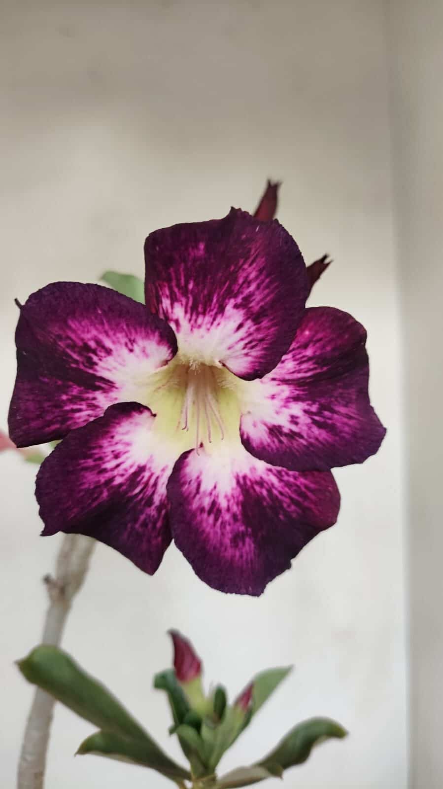 Planta Simples 3187 – 35cm – 03 anos - foto 3