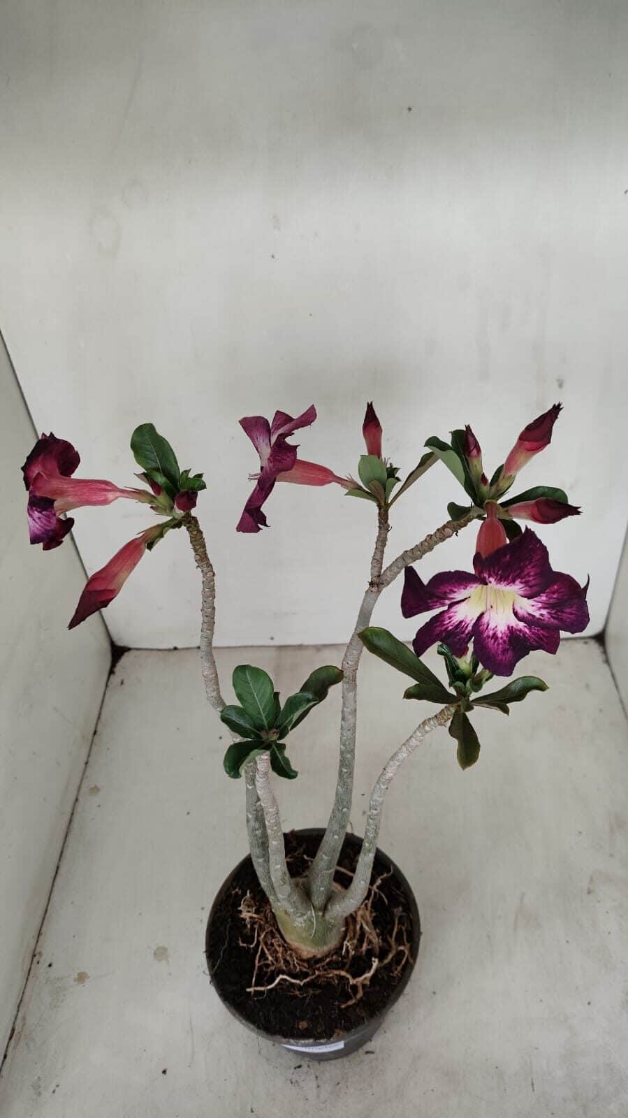 Planta Simples 3187 – 35cm – 03 anos - foto 5