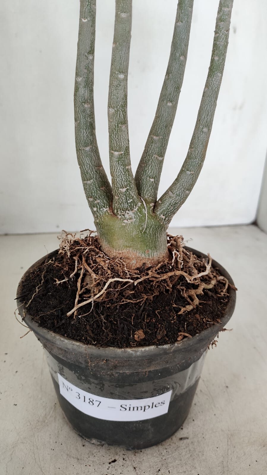 Planta Simples 3187 – 35cm – 03 anos - foto 4