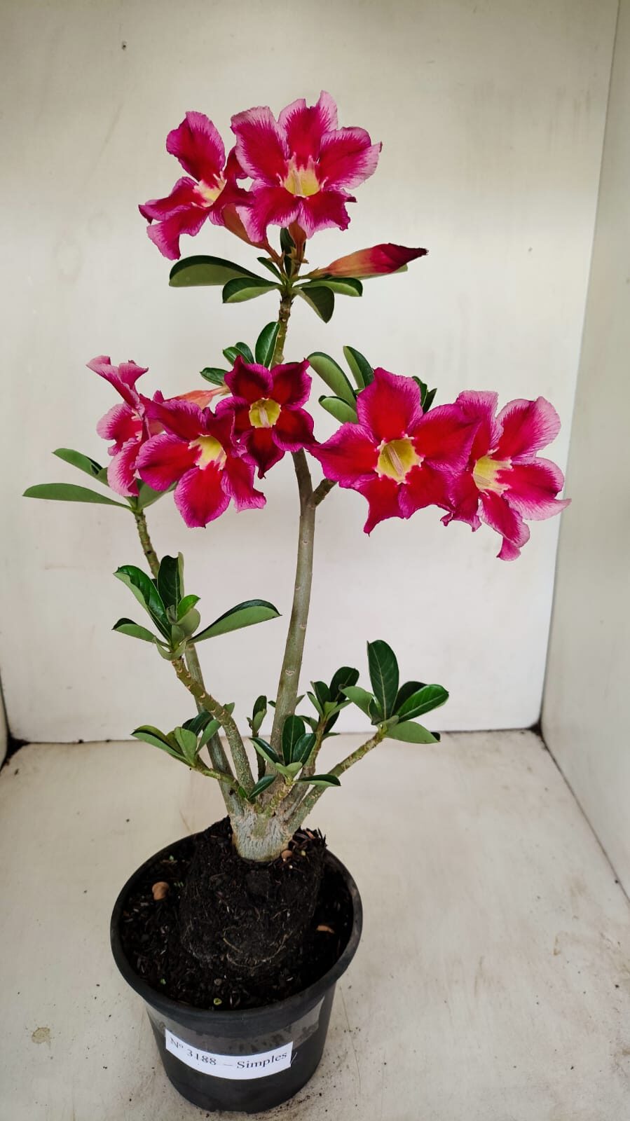 Planta Simples 3188 – 35cm – 03 anos - foto 2
