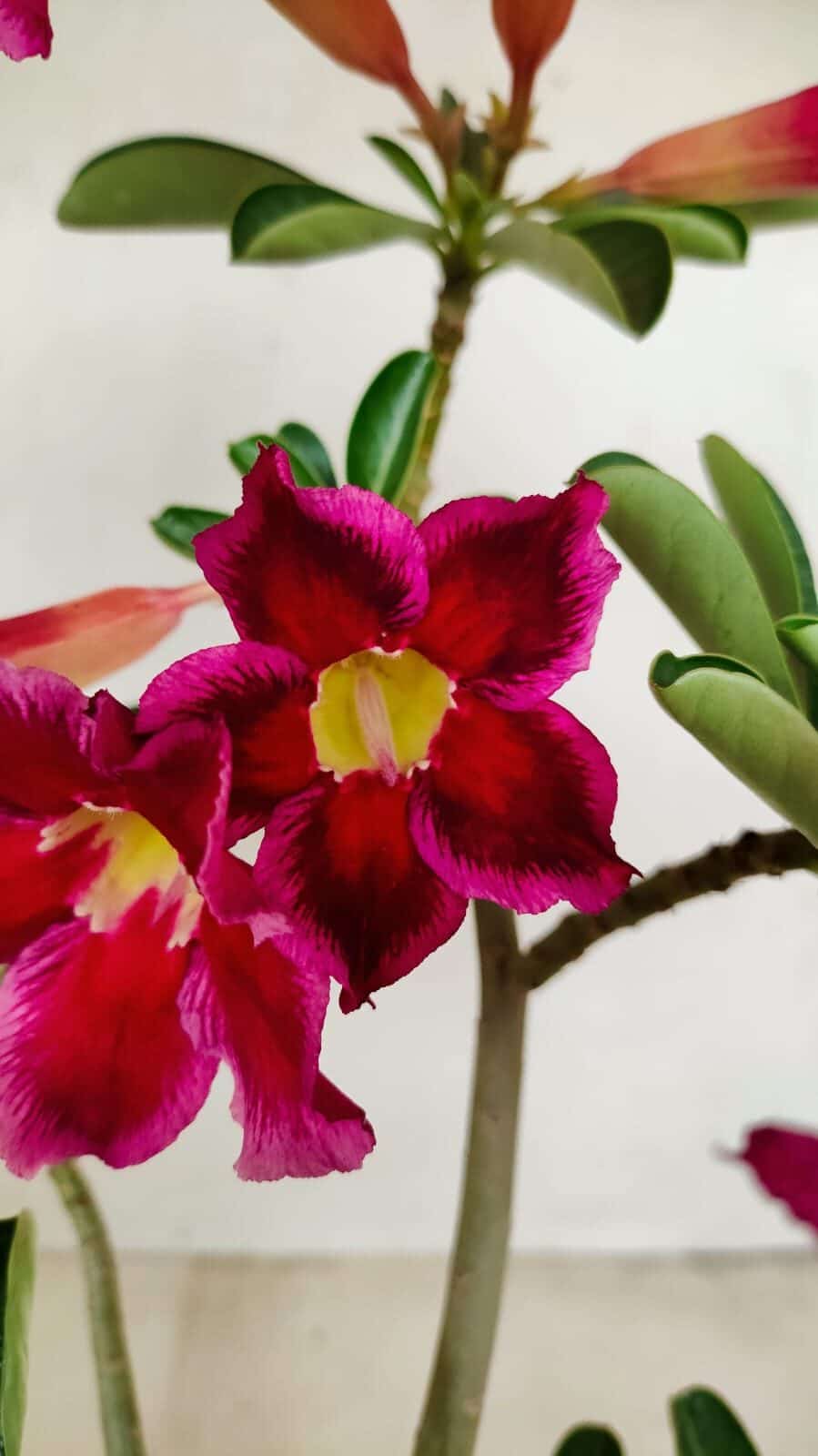 Planta Simples 3188 – 35cm – 03 anos - foto 3