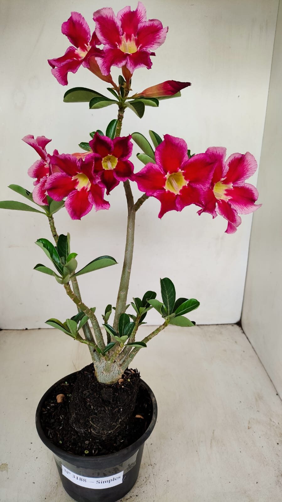 Planta Simples 3188 – 35cm – 03 anos - foto 9