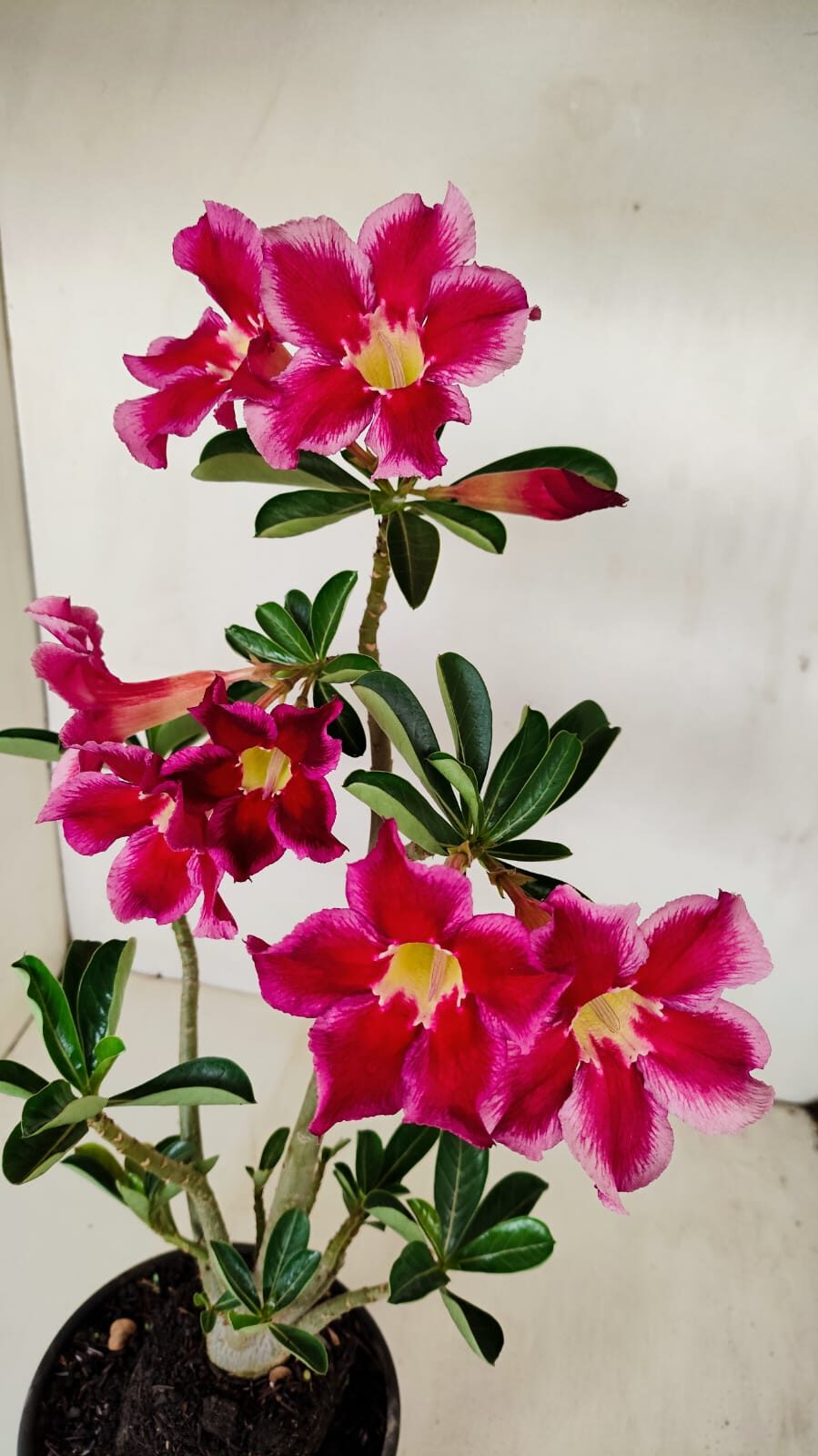 Planta Simples 3188 – 35cm – 03 anos - foto 5