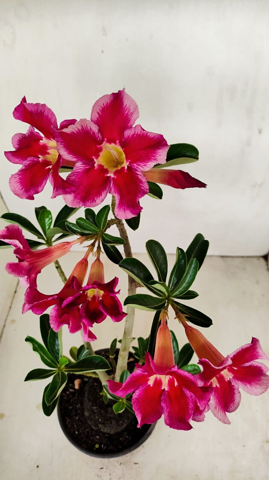 Planta Simples 3188 – 35cm – 03 anos - foto 4