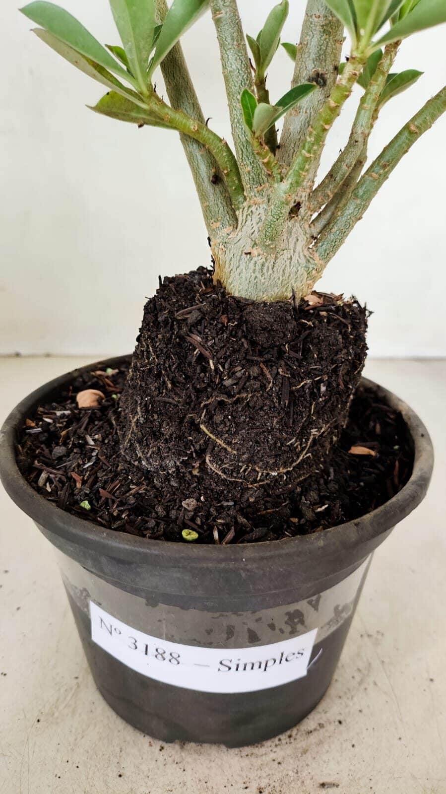 Planta Simples 3188 – 35cm – 03 anos - foto 8