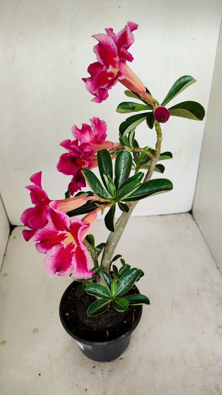 Planta Simples 3188 – 35cm – 03 anos - foto 7