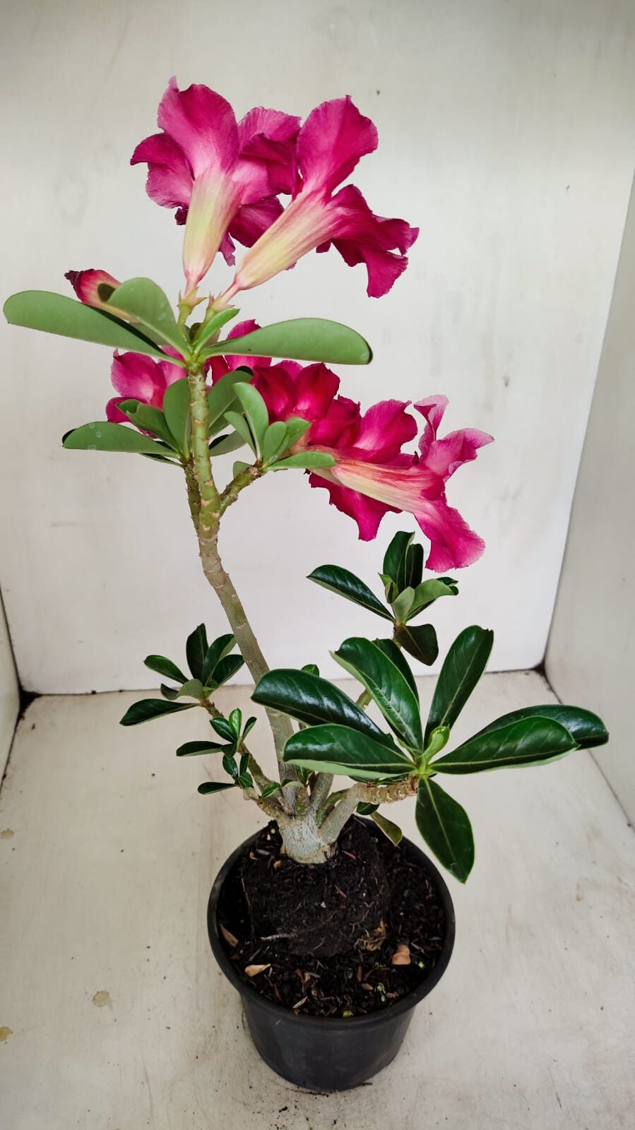 Planta Simples 3188 – 35cm – 03 anos - foto 6