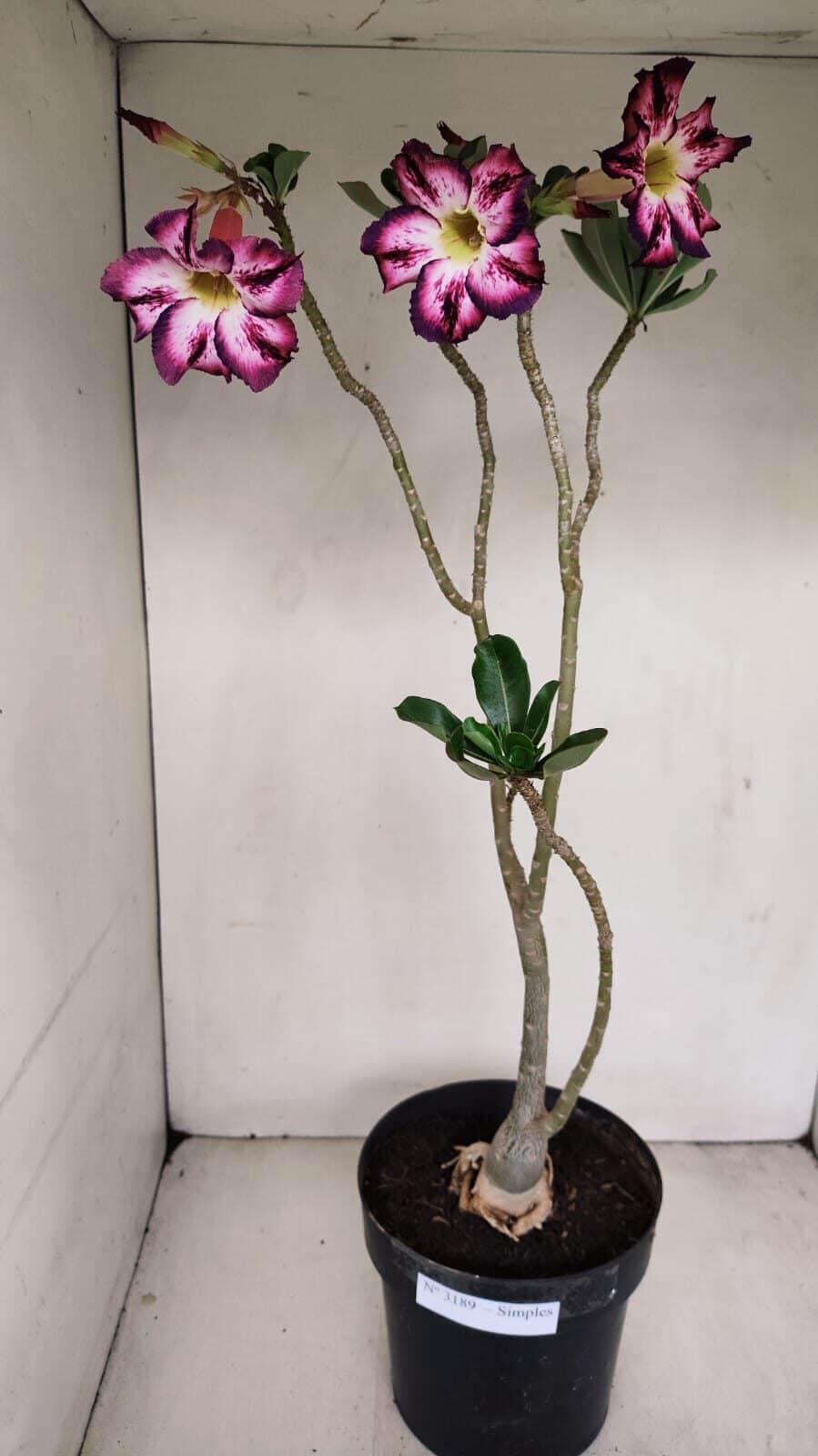 Planta Simples 3189 – 45cm – 03 anos - foto 2