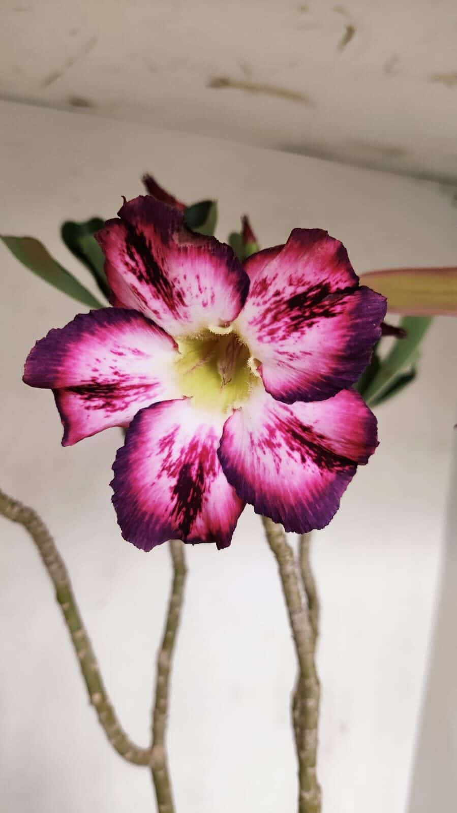 Planta Simples 3189 – 45cm – 03 anos - foto 4