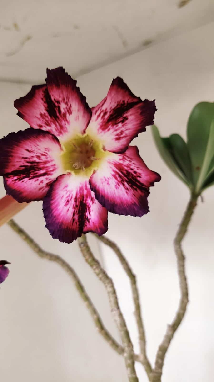 Planta Simples 3189 – 45cm – 03 anos - foto 3