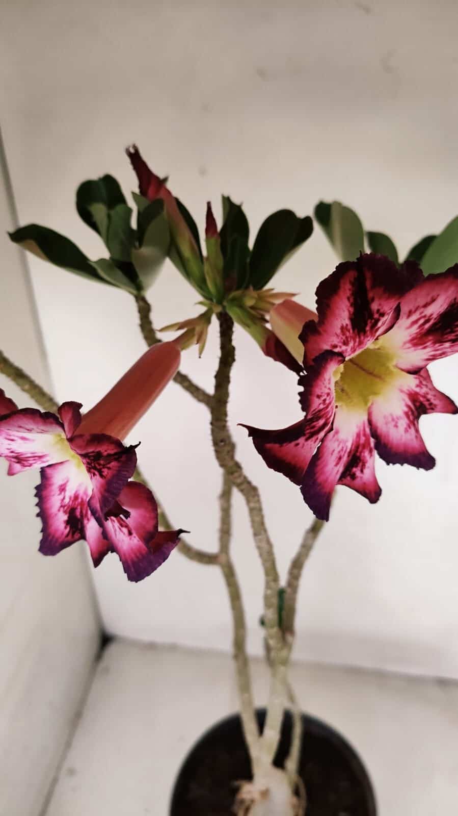 Planta Simples 3189 – 45cm – 03 anos - foto 5