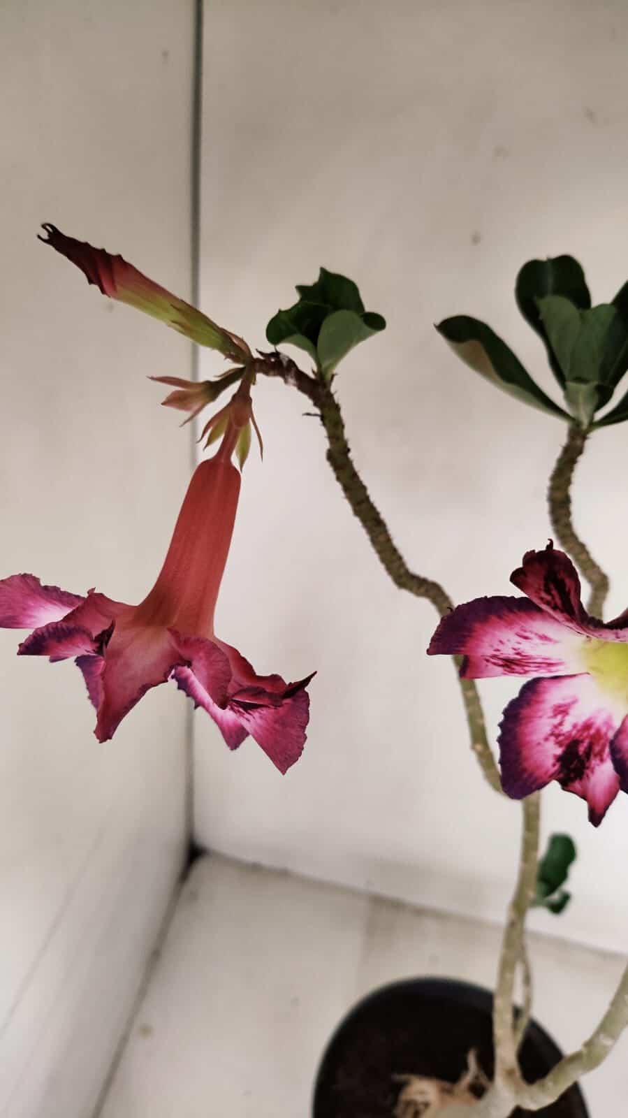 Planta Simples 3189 – 45cm – 03 anos - foto 7