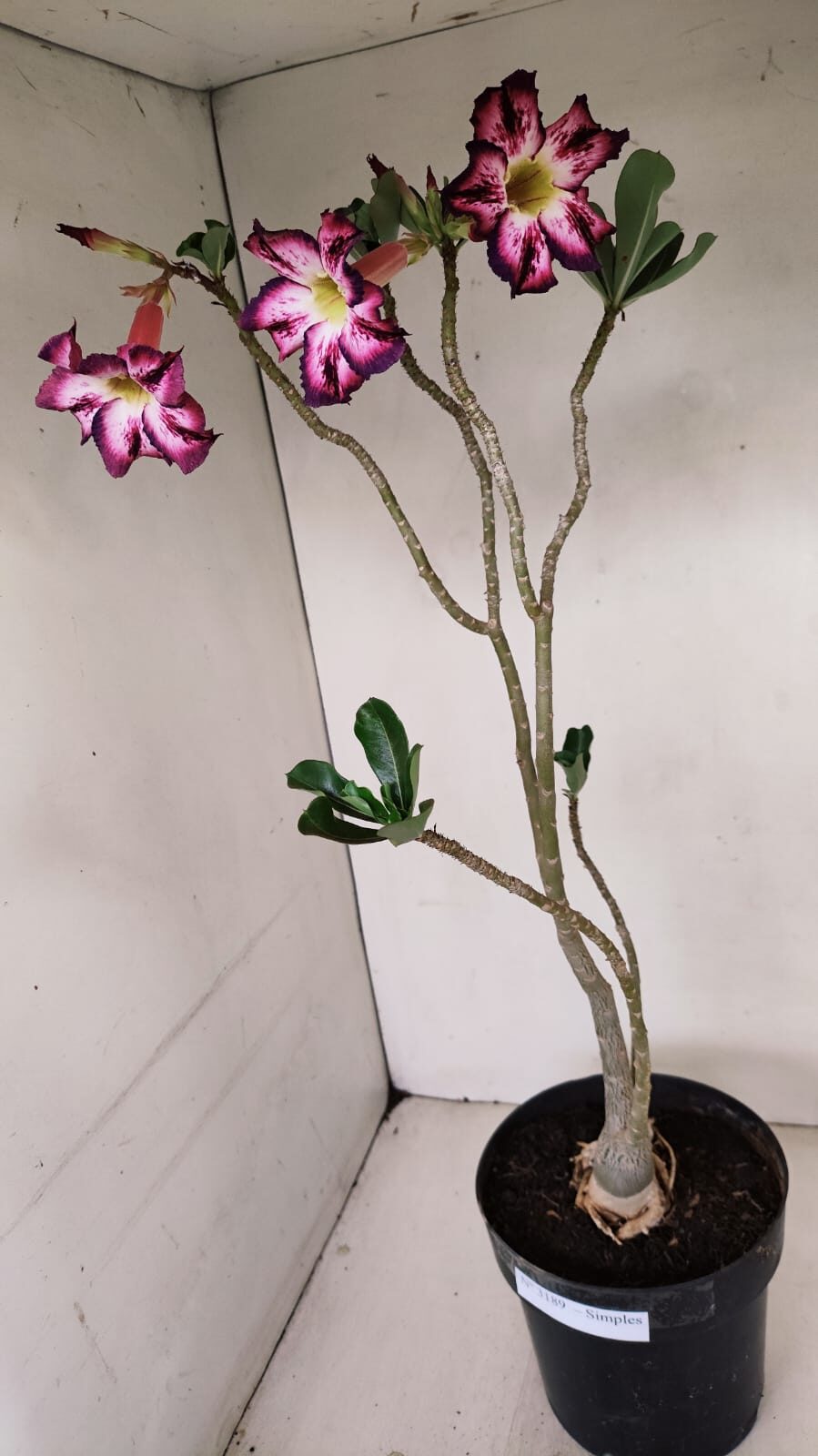 Planta Simples 3189 – 45cm – 03 anos - foto 10