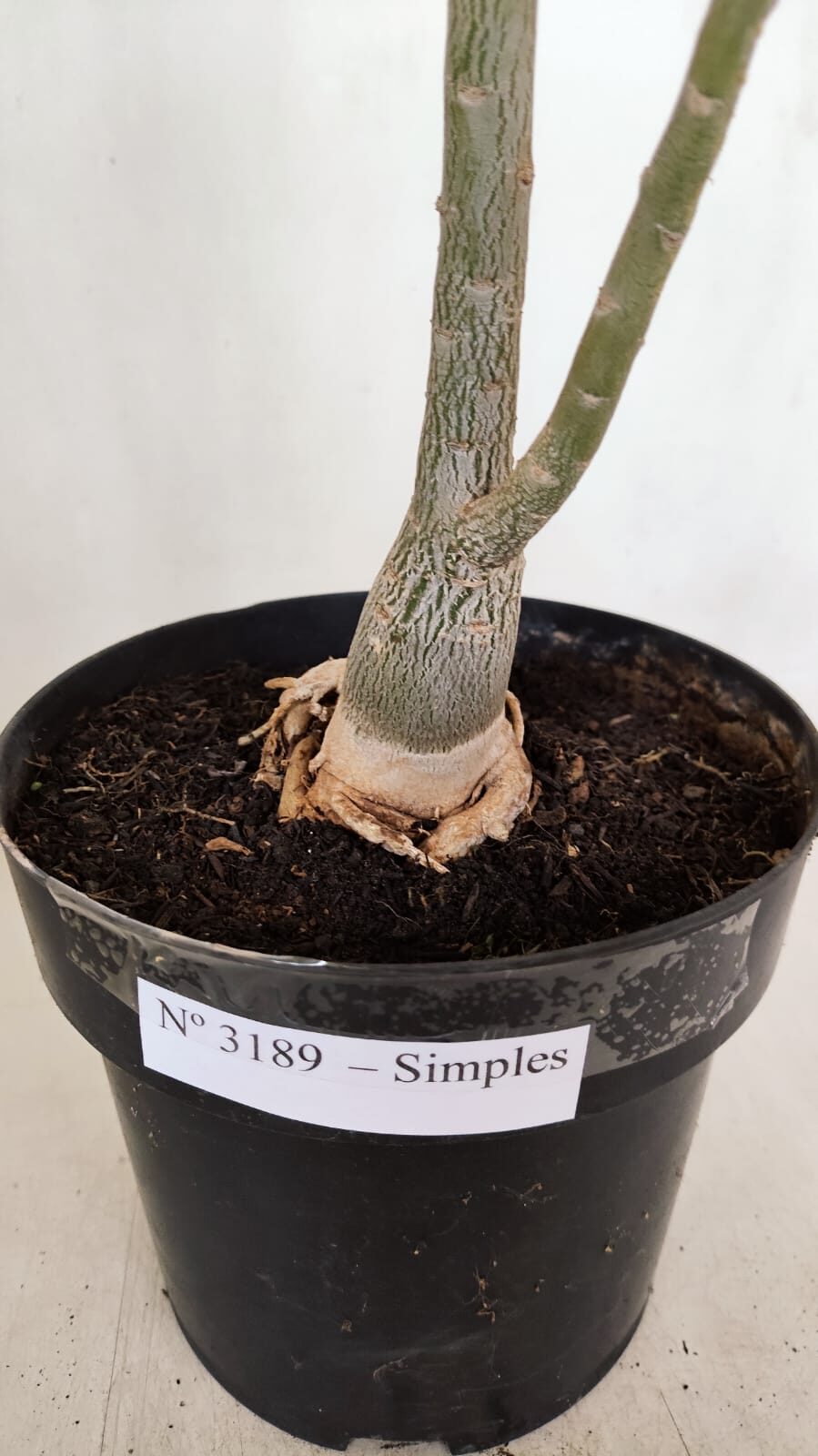 Planta Simples 3189 – 45cm – 03 anos - foto 9