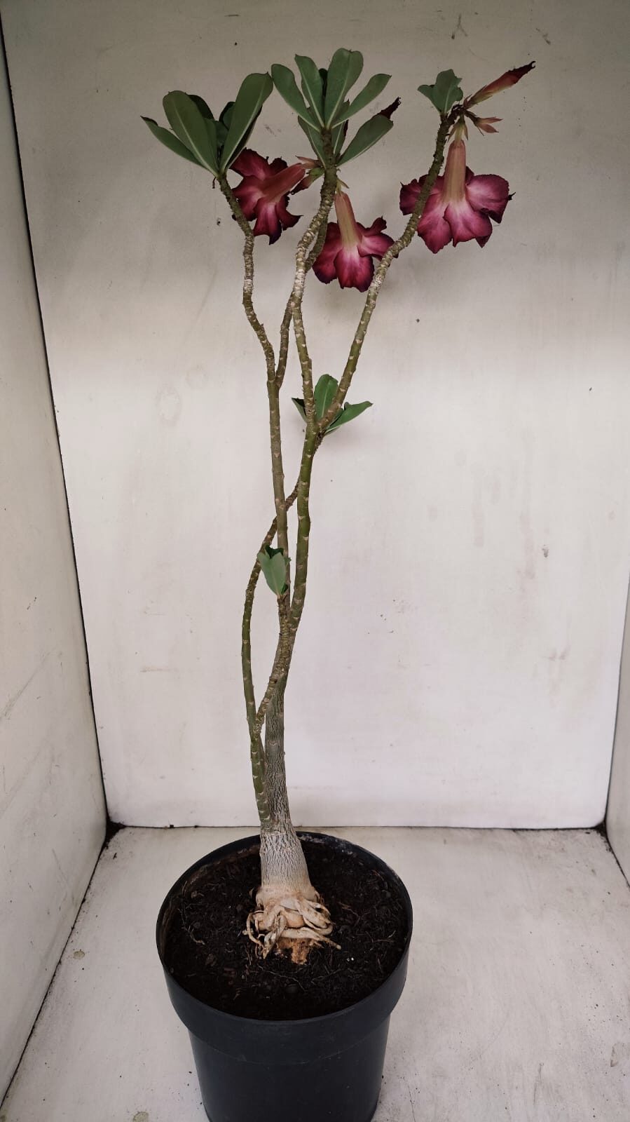 Planta Simples 3189 – 45cm – 03 anos - foto 8