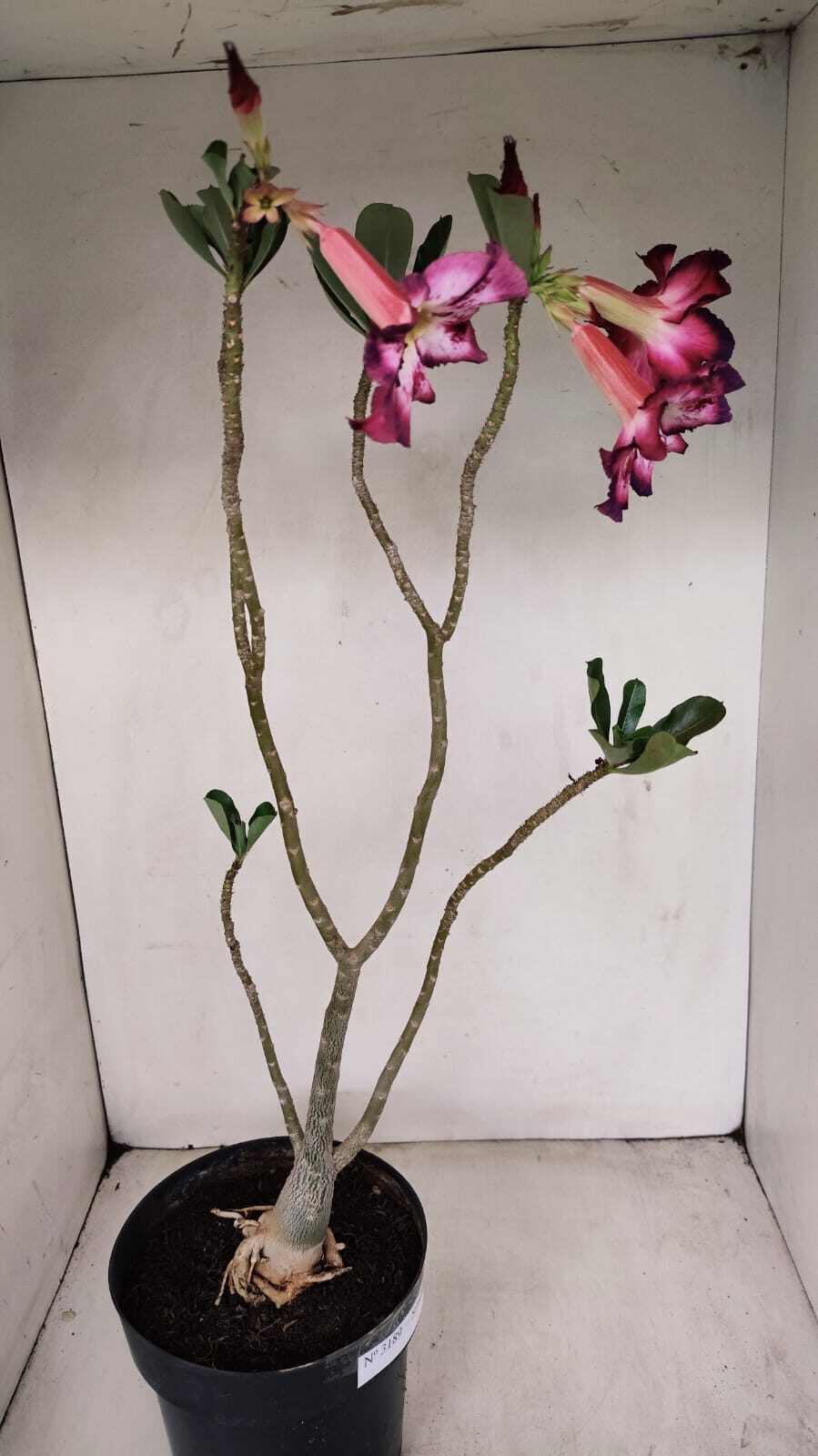 Planta Simples 3189 – 45cm – 03 anos - foto 6