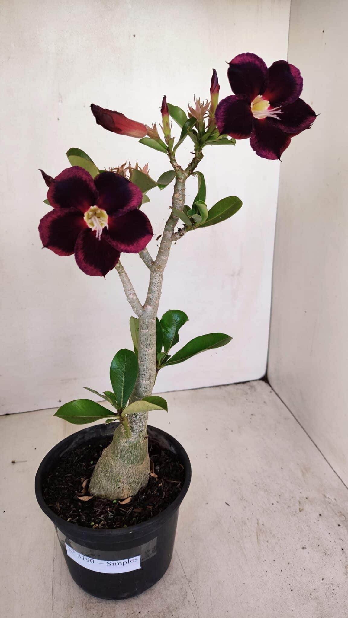 Planta Simples 3190 – 35cm – 03 anos - foto 2
