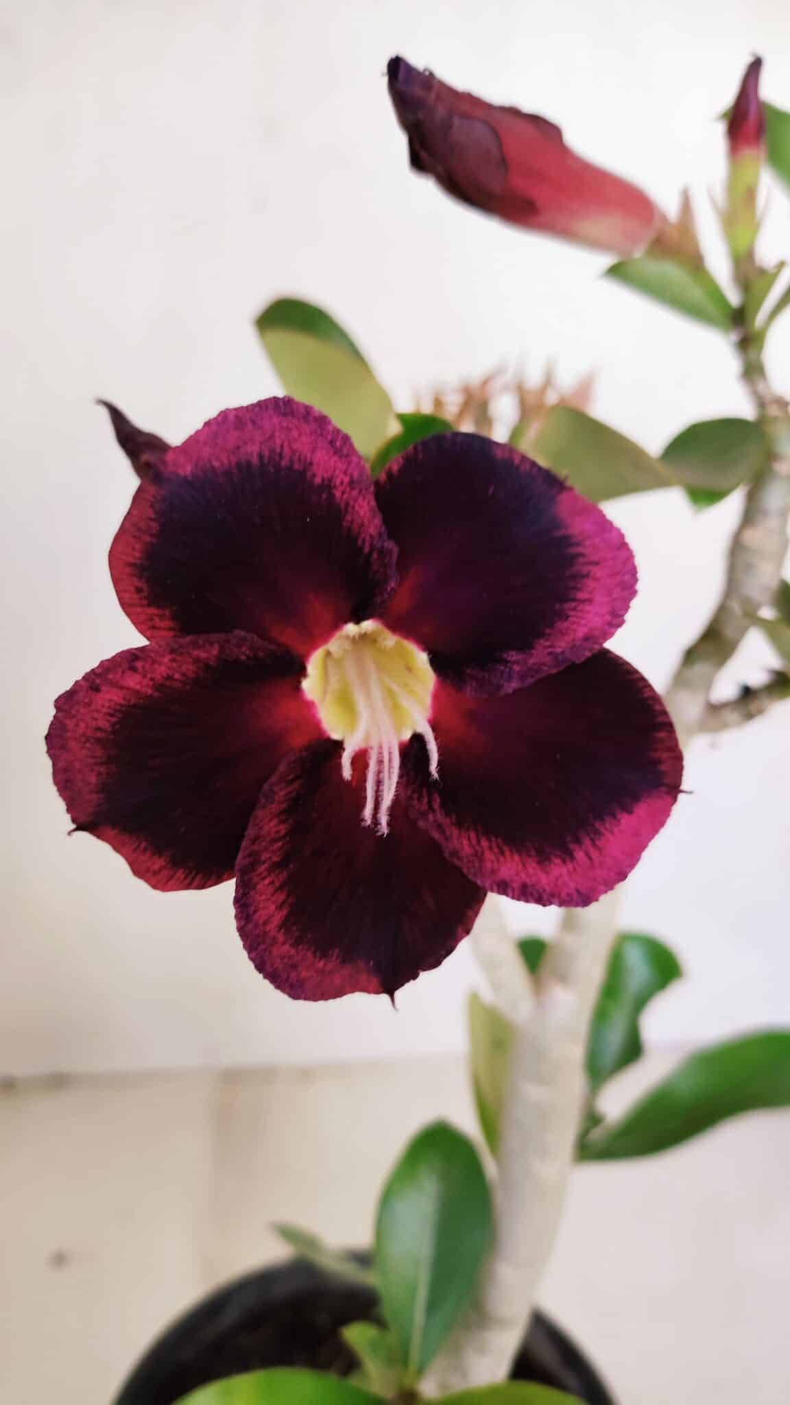 Planta Simples 3190 – 35cm – 03 anos - foto 4