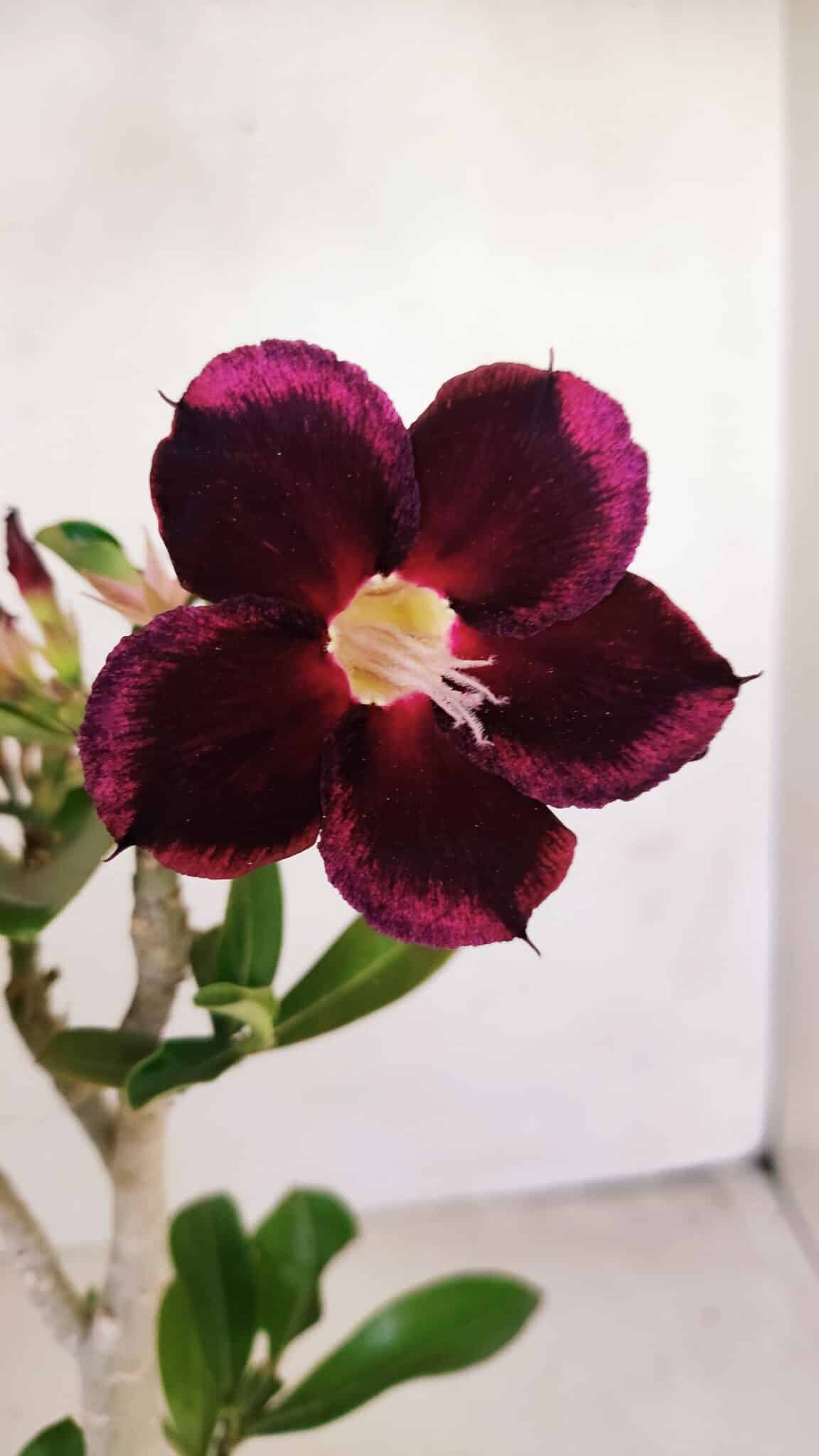 Planta Simples 3190 – 35cm – 03 anos - foto 3