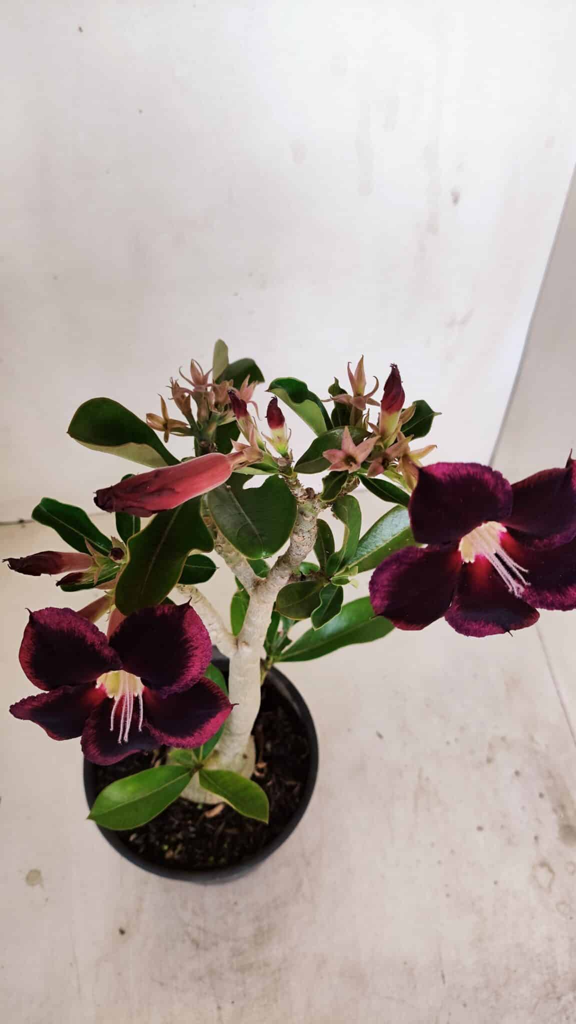 Planta Simples 3190 – 35cm – 03 anos - foto 5
