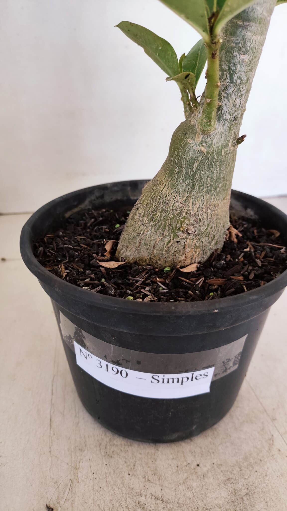 Planta Simples 3190 – 35cm – 03 anos - foto 8