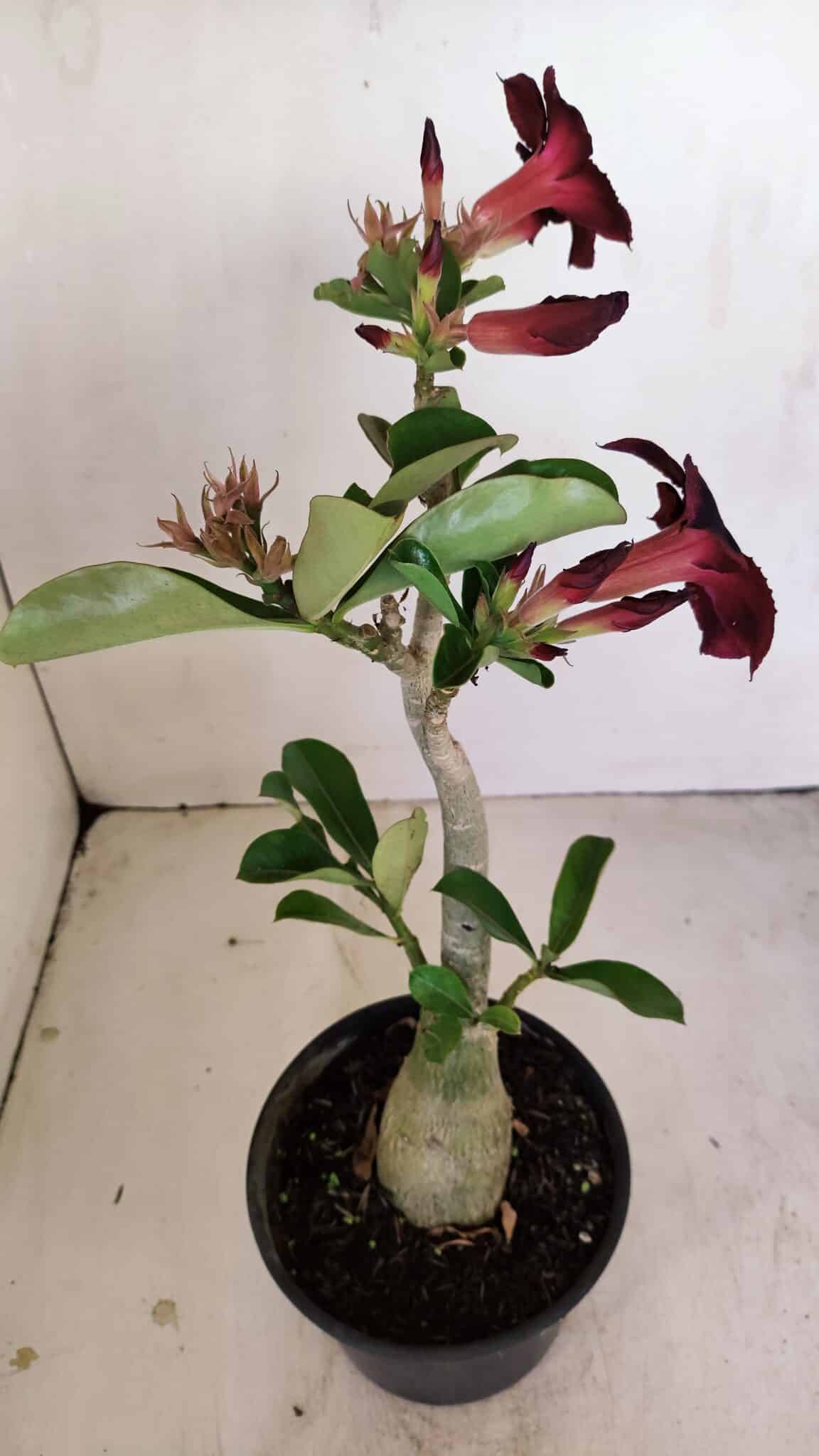 Planta Simples 3190 – 35cm – 03 anos - foto 7