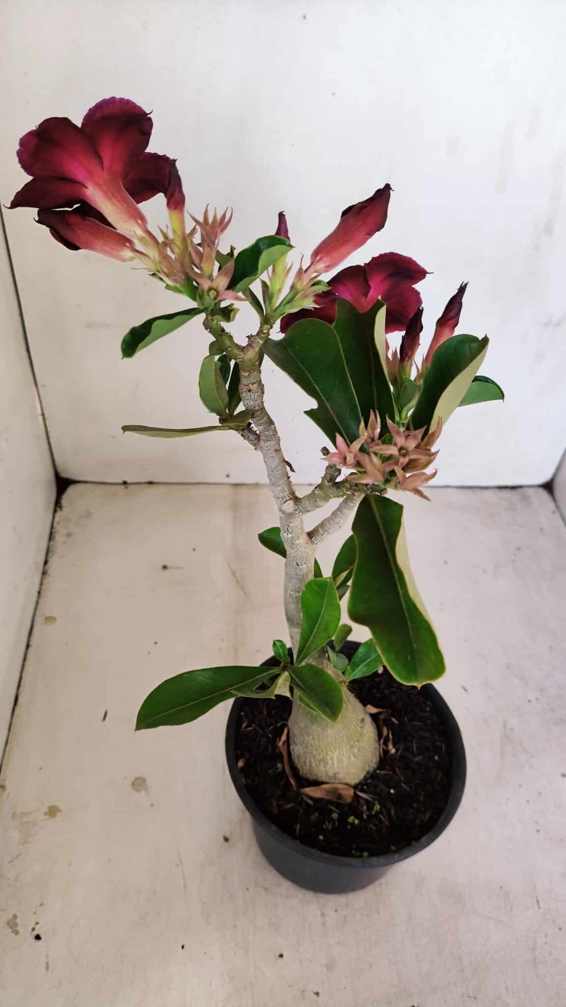 Planta Simples 3190 – 35cm – 03 anos - foto 6