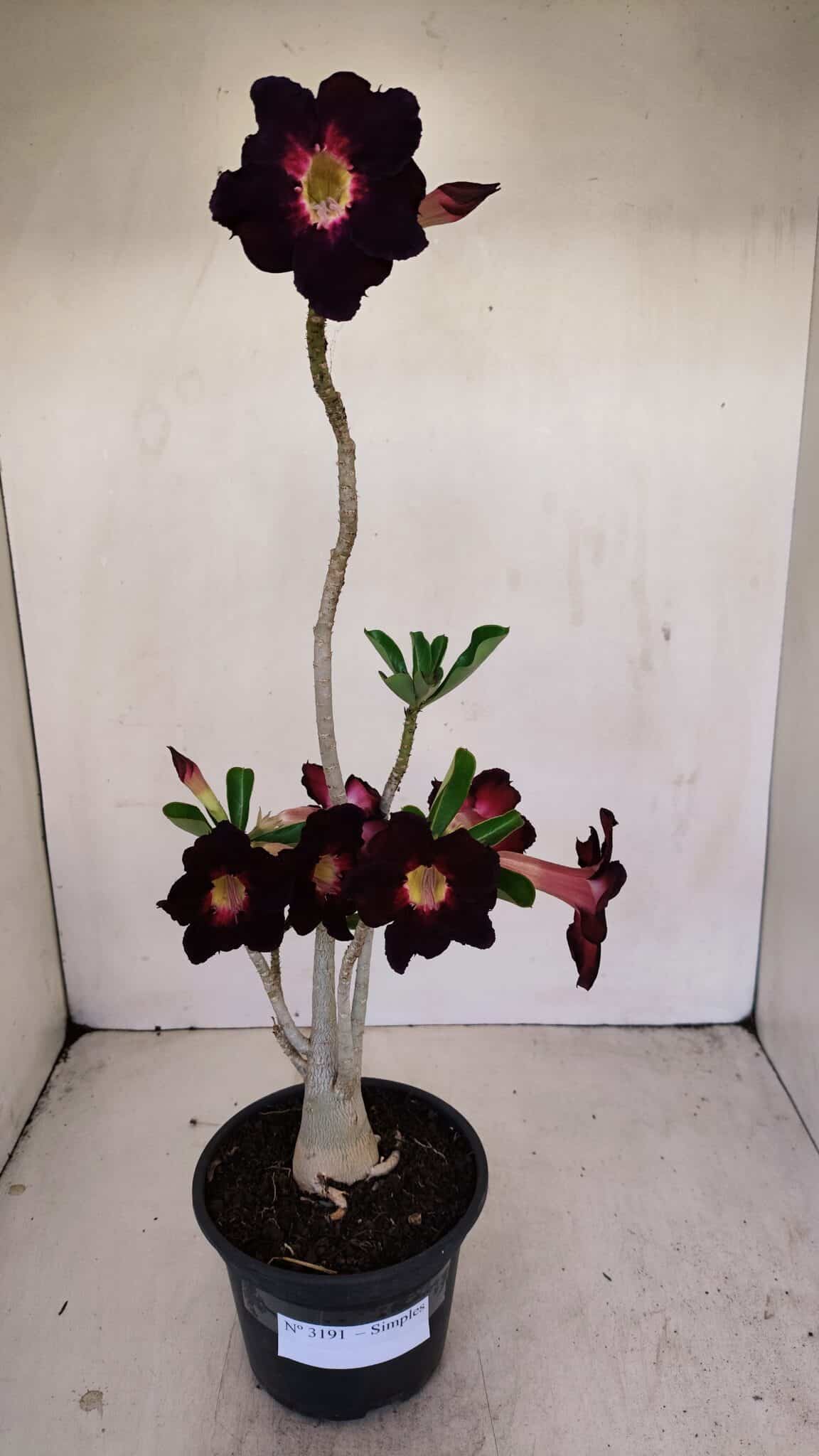 Planta Simples 3191 – 35cm – 03 anos - foto 2