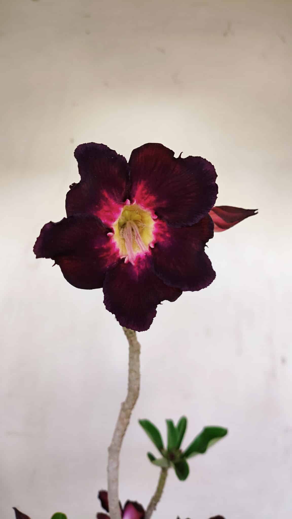Planta Simples 3191 – 35cm – 03 anos - foto 3