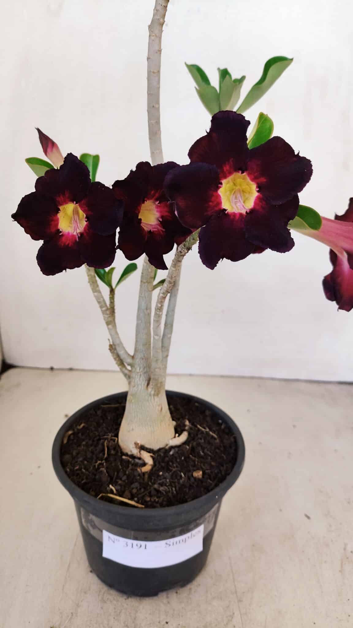 Planta Simples 3191 – 35cm – 03 anos - foto 4