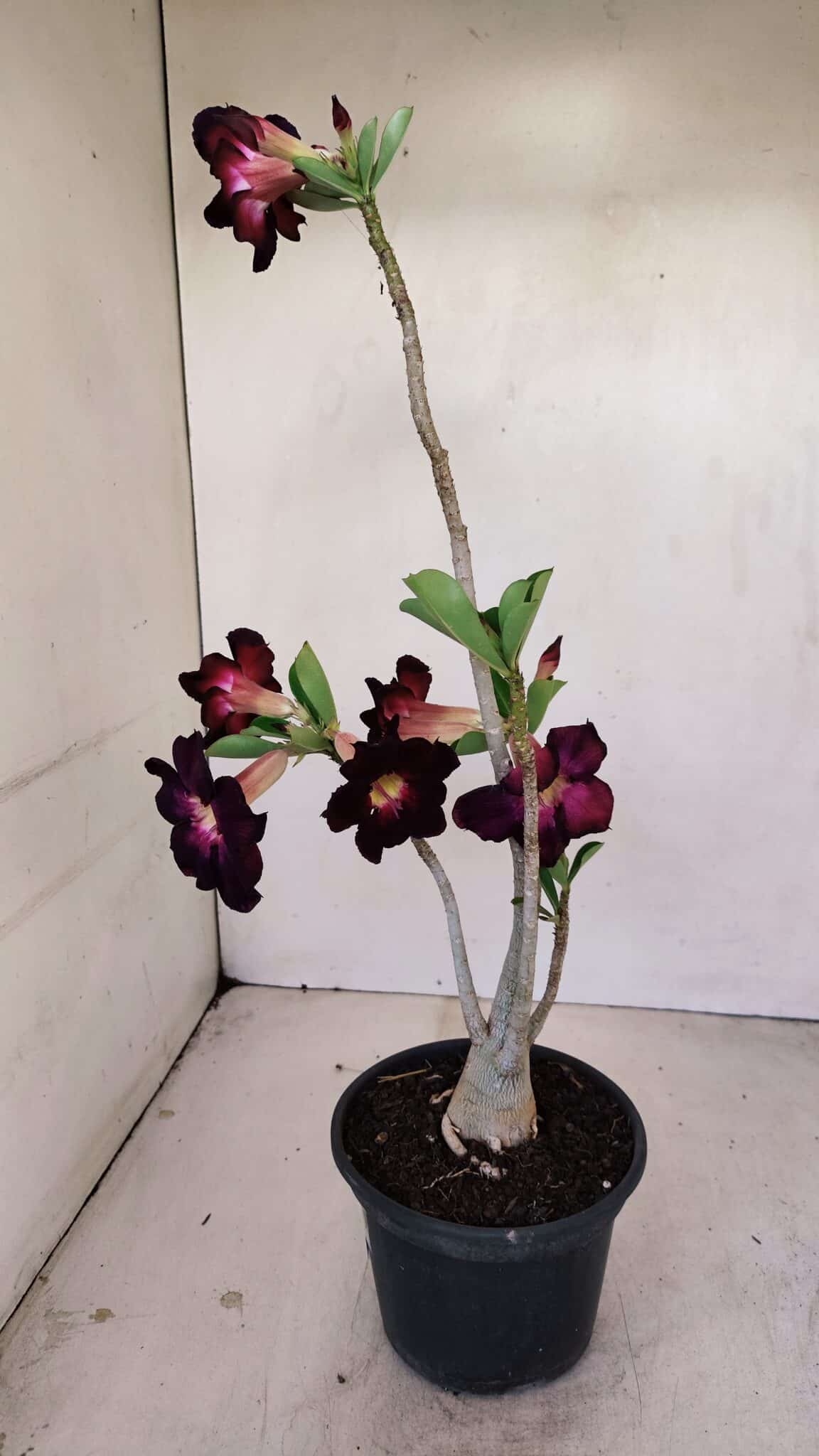 Planta Simples 3191 – 35cm – 03 anos - foto 6