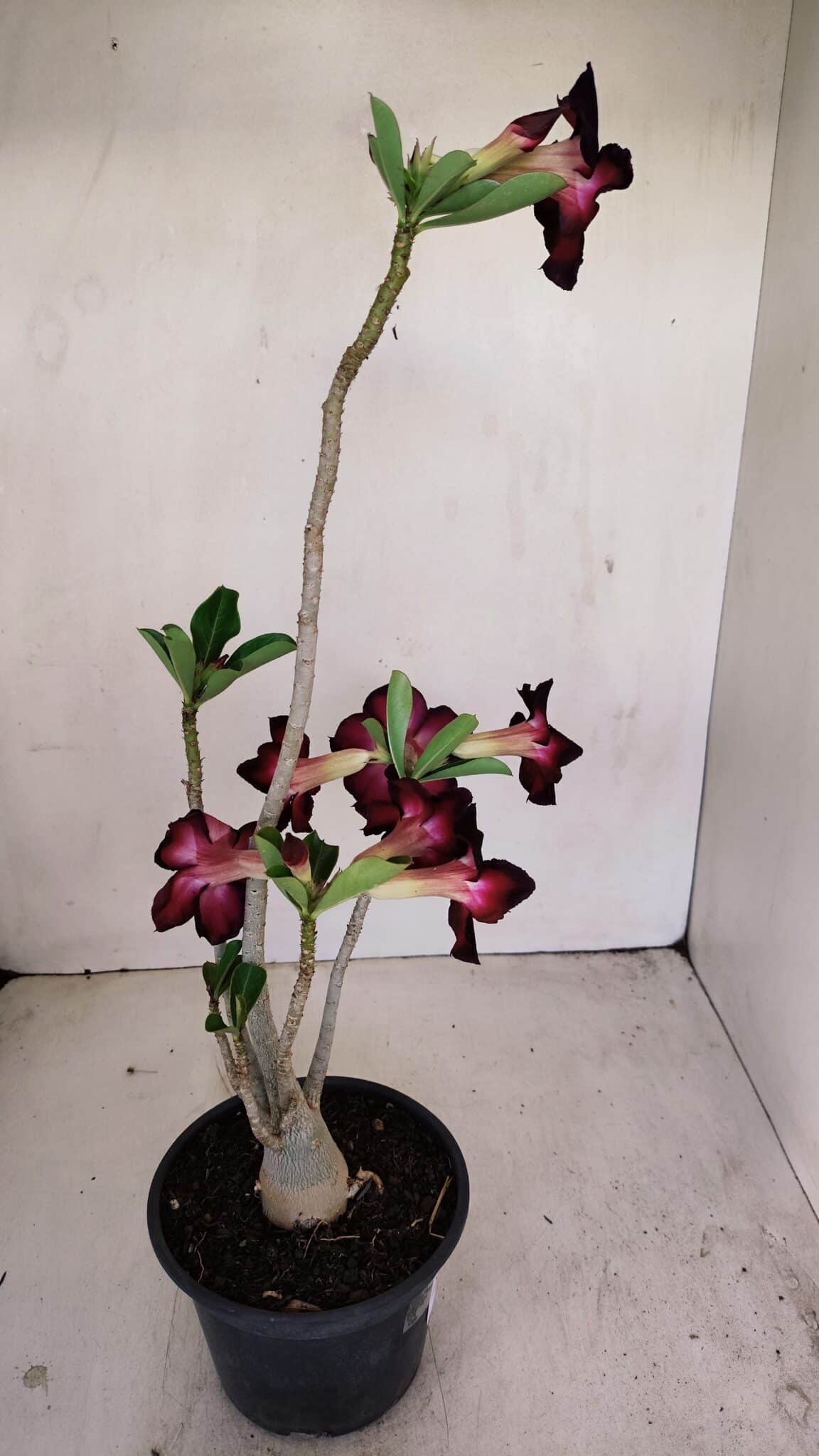 Planta Simples 3191 – 35cm – 03 anos - foto 5
