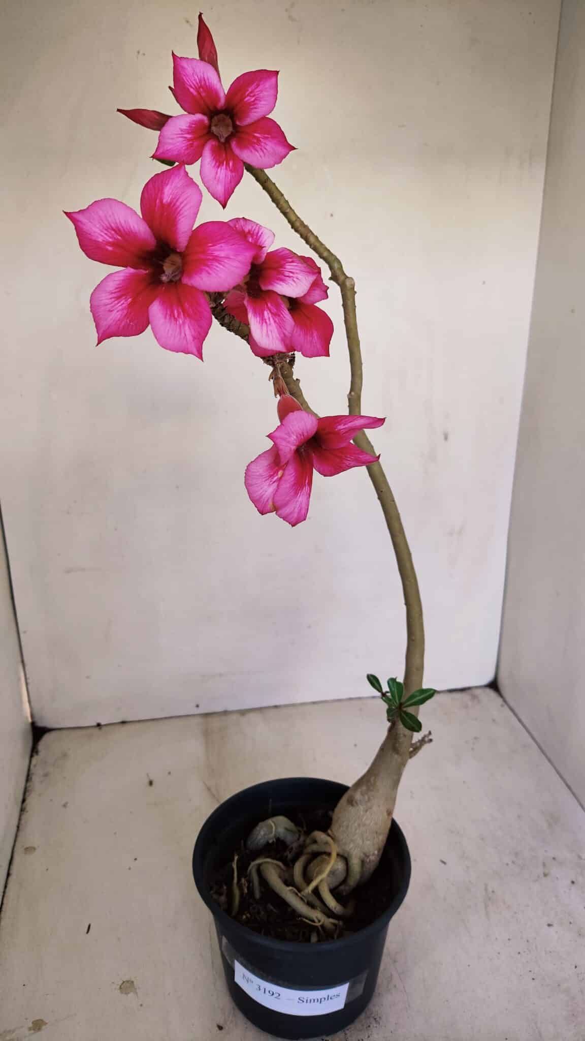 Planta Simples 3192 – 35cm – 03 anos - foto 2